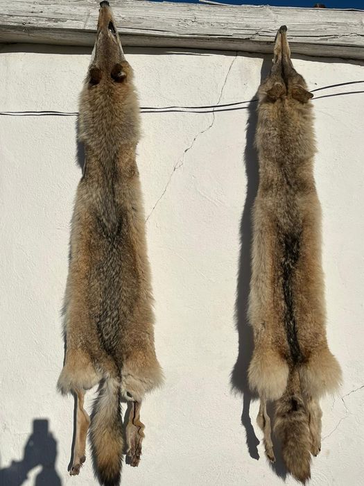Шкурка лис и разные