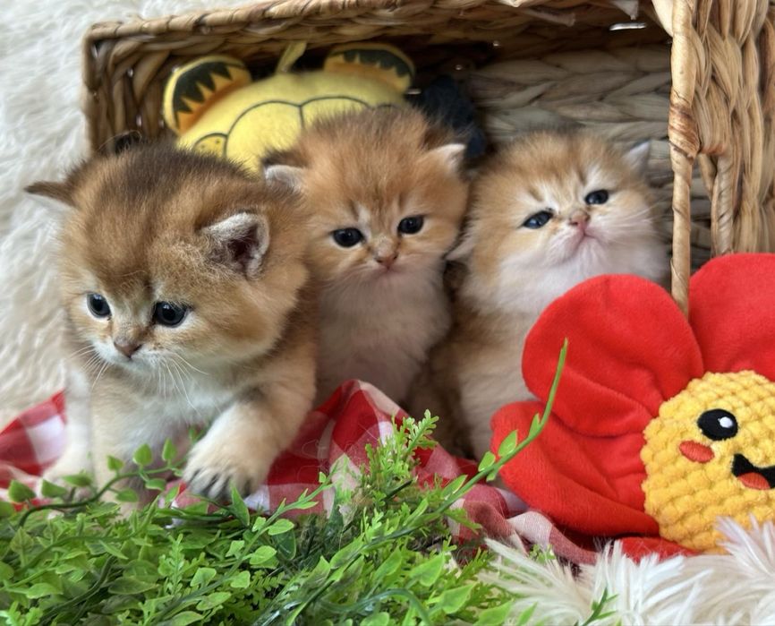 Златни британски чинчили