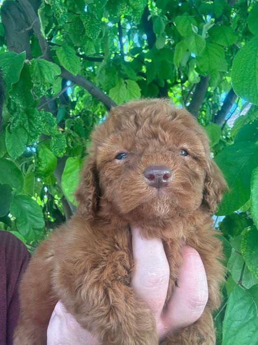 Puddel Toy Red Brown cu carnet de sănătate