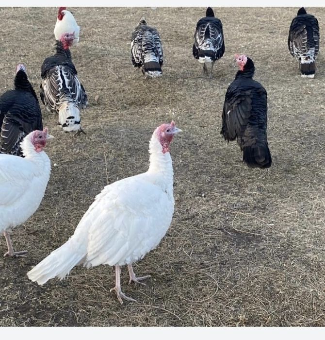 Индюк сатылады тек кораздары