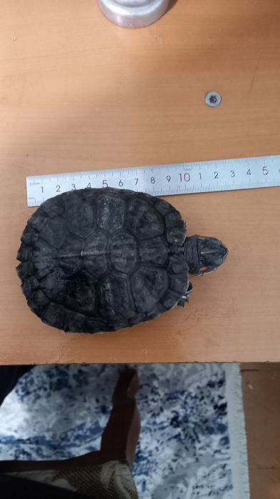 Продаю красноухую черепаху