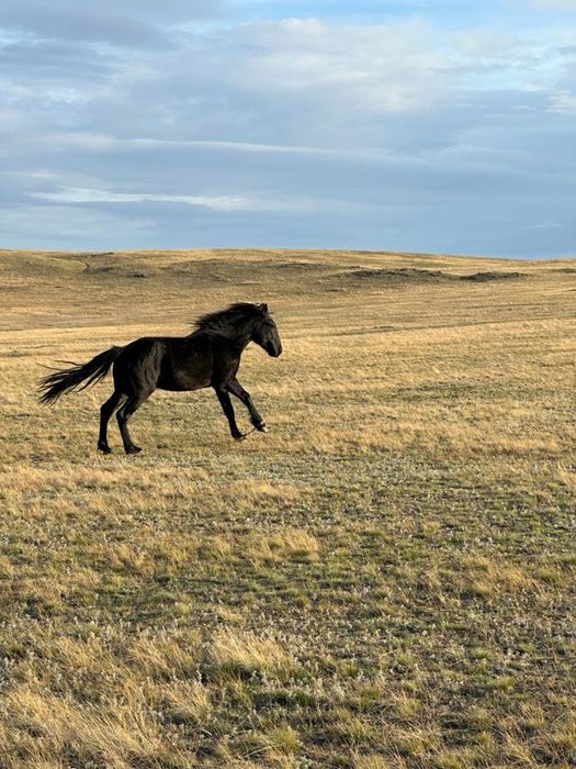 Сельхоз животные
