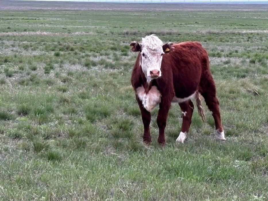 Продам тёлку (кашар)