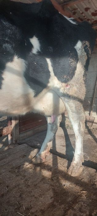 Сауынды сиыр сатылады