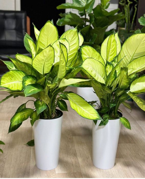 Офис гуллари, Офисные цветы, Катта гуллар!