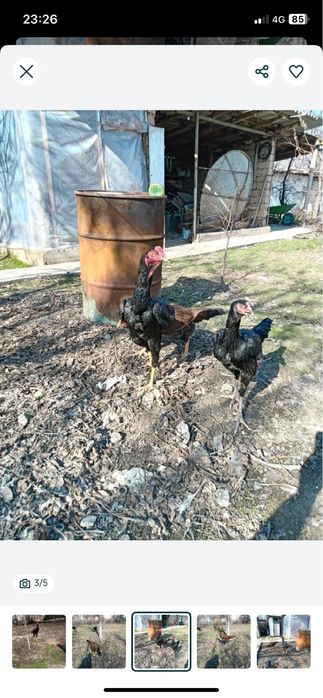 дакан кораз сатылады