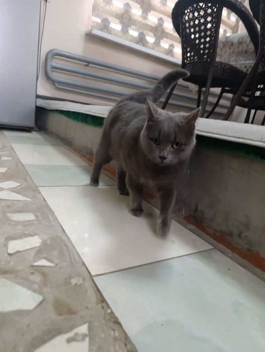 Skotch fold скотч фолд