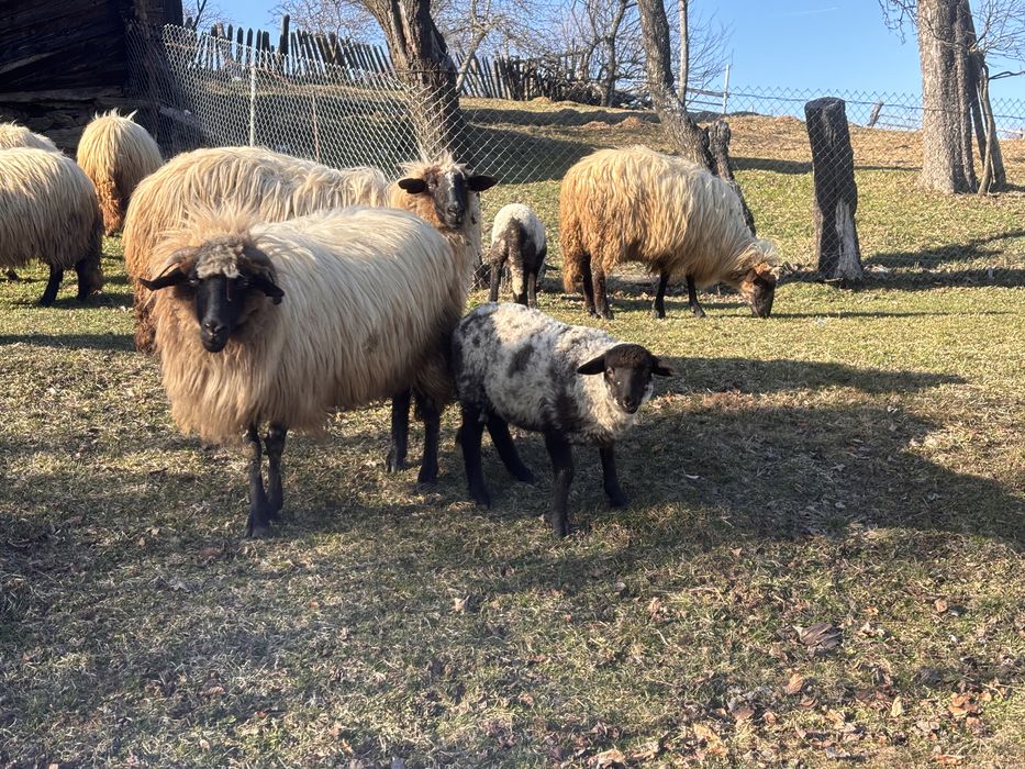 Miei de vanzare urgent