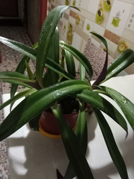 Рео цветок продам