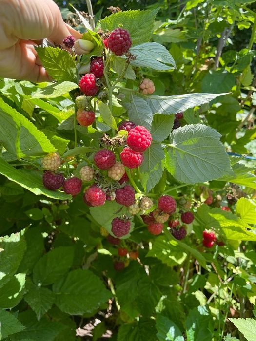 Малина ремонтантная