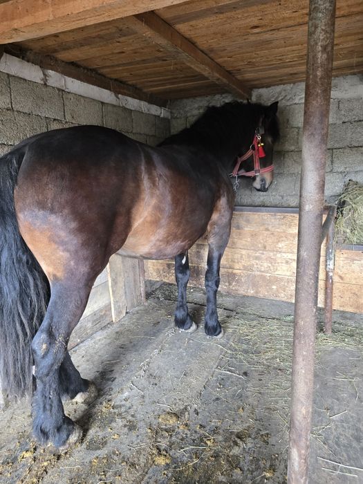 Manza semigreu de vânzare