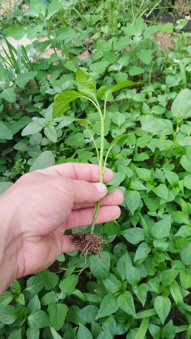 Приемам поръчки за разсад 2026г