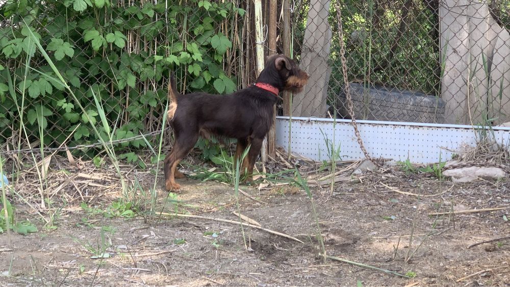 Ягдтерьер кобель 3 года вяска