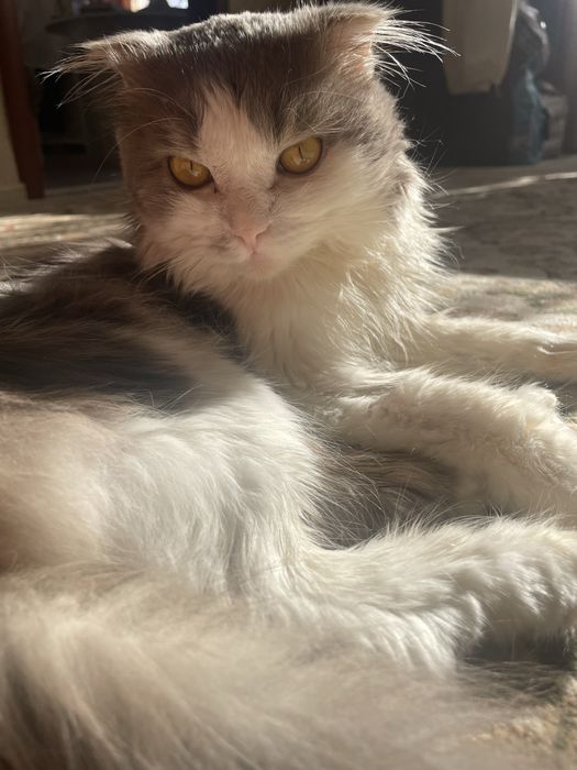 Отдам в добрые руки кота.