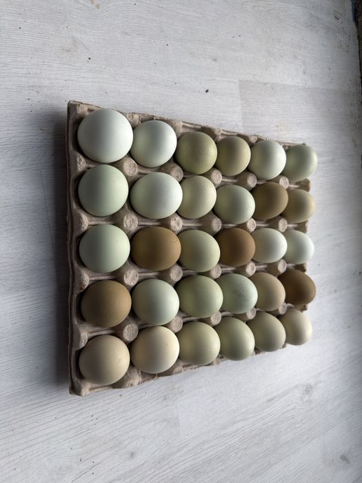 Vand oua incubat: Ameraucana si Olive