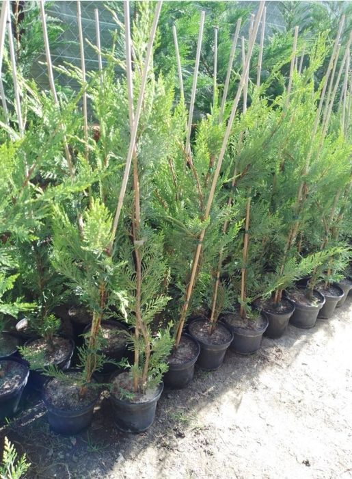 Leyandii Oradea ,gard viu