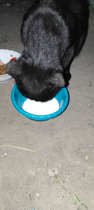 Кострированный котик ищет дом