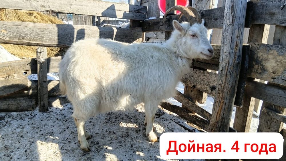 Козы козочки и козленок продажа