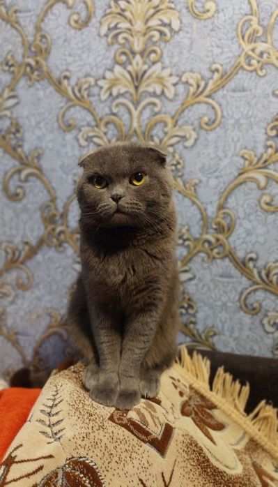 Вязка. Вислоухий кот.