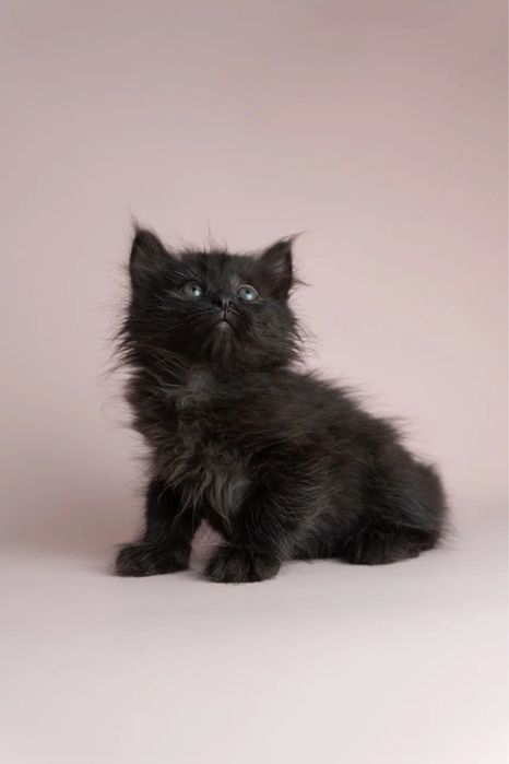 Котята двухмесячные ищут дом