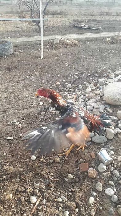 Дакандар срочно сатылады