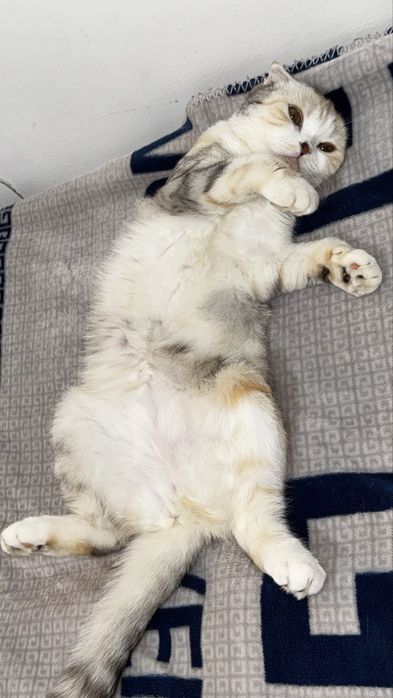 Нужен кот для вязки