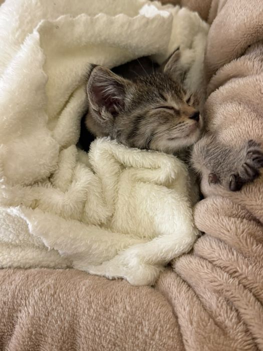 Котенок бесплатно