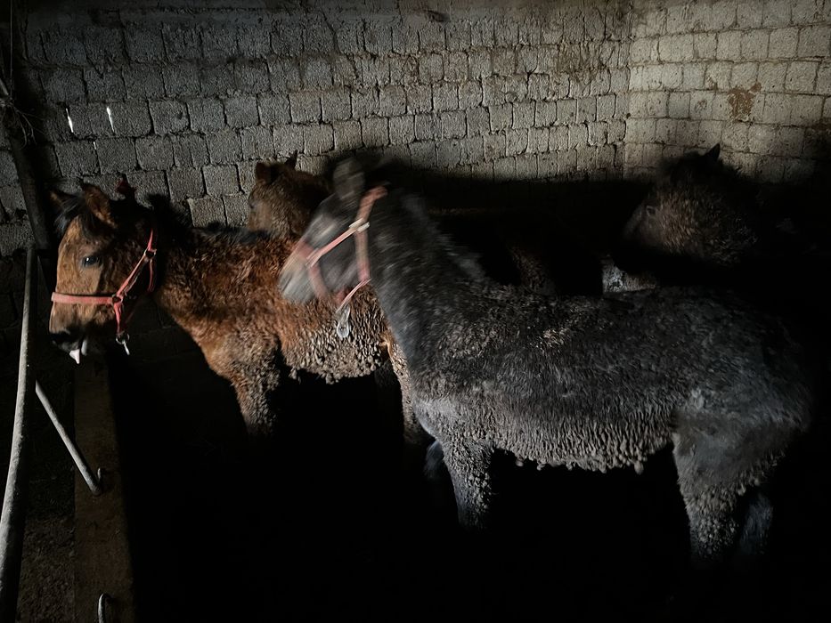 Бордақы тайлар бар