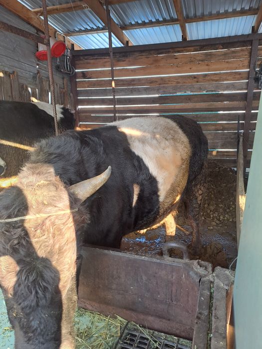 Продам быка 1,5года