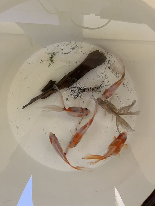 Аквариумные рыбки