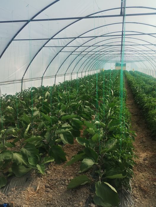 Solarii ieftine profesionale