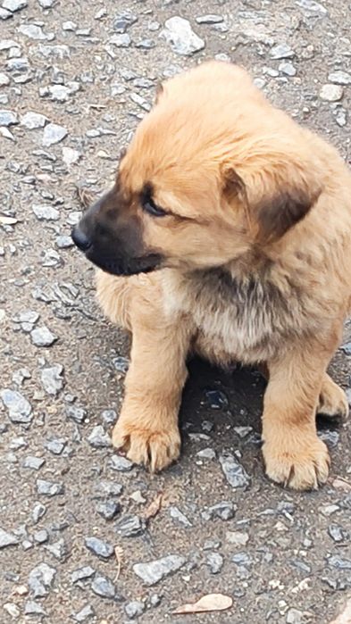 отдам щенков в добрые руки