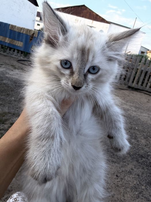 Ищем любящий дом для котенка