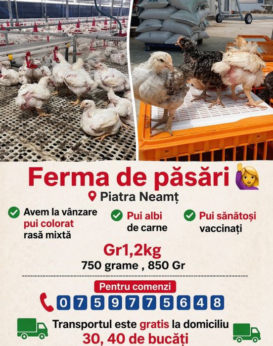 FERMA de pui Piatra Neamț SRL