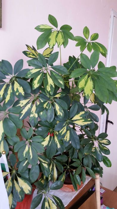 Две разкошни шарени шефлери и два бенджамина