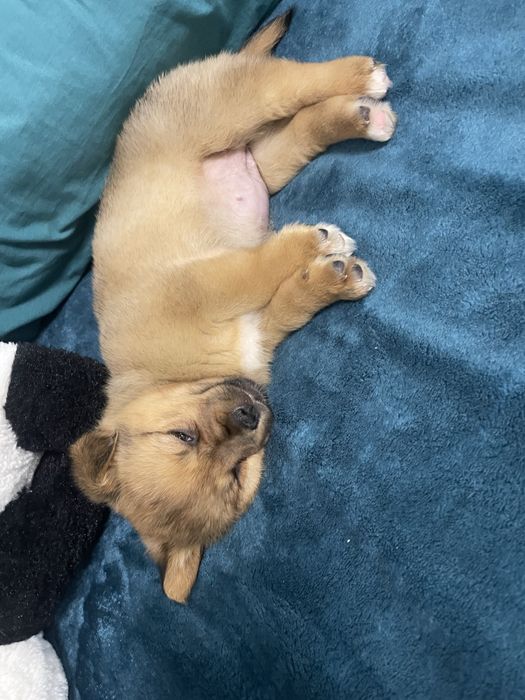 Vand catelus sau donez