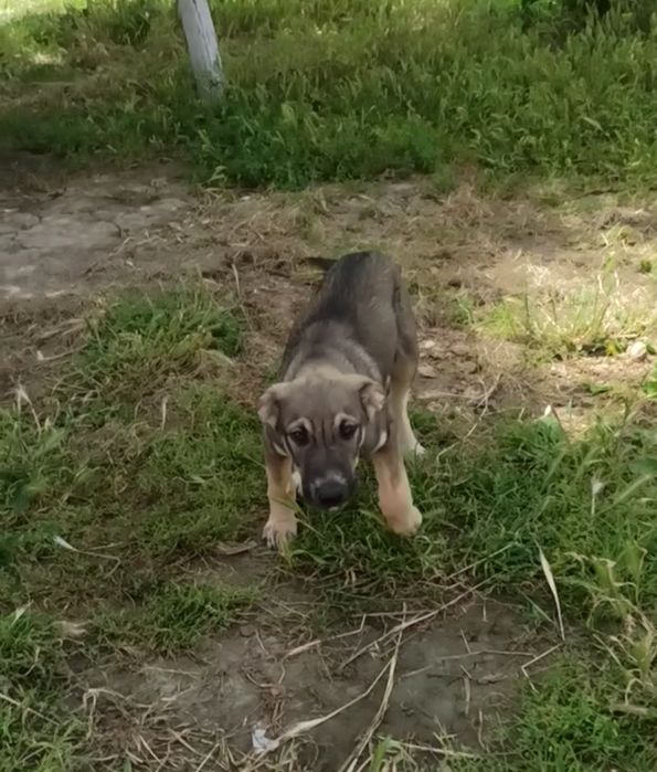 Продается собака