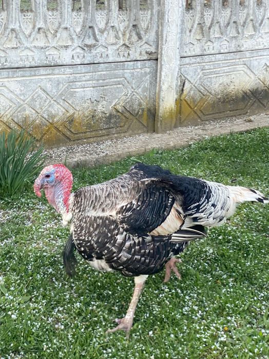 Vând curcani de țară 400 lei bucata în viu.