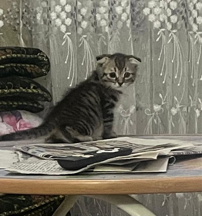 Отдам котят бесплатно