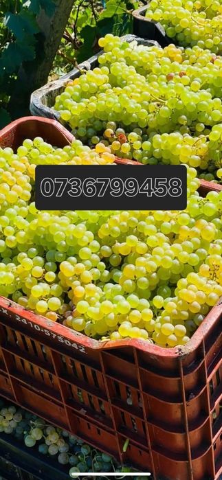 Struguri de vin direct de la producator