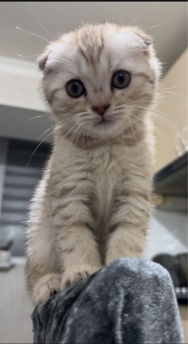 Мысык сатылады 2 ай