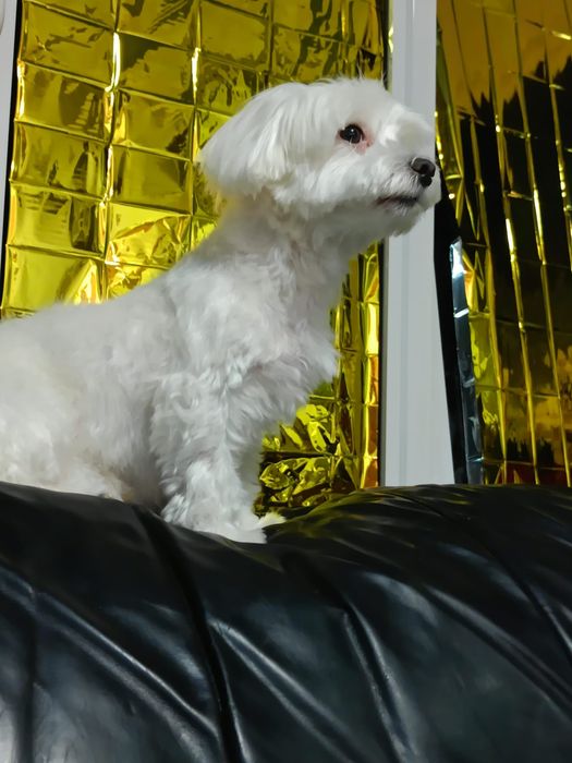 Bichon maltez mini toy