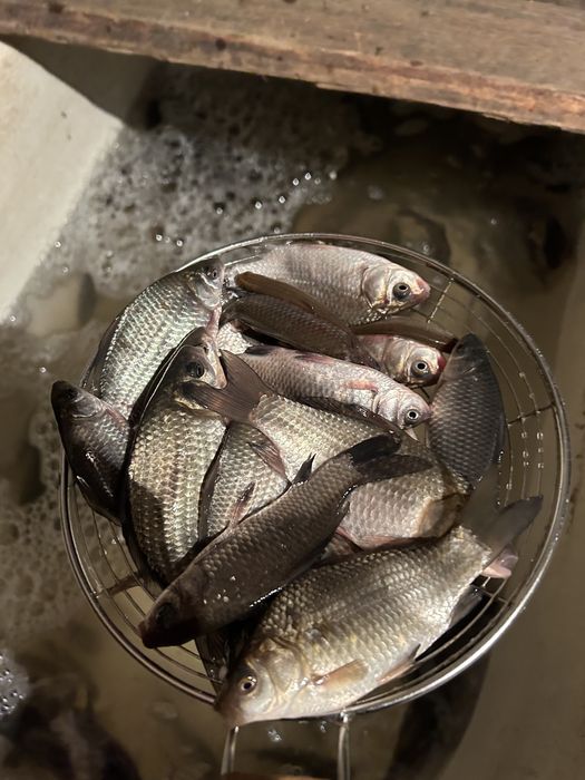 Живец карась малек