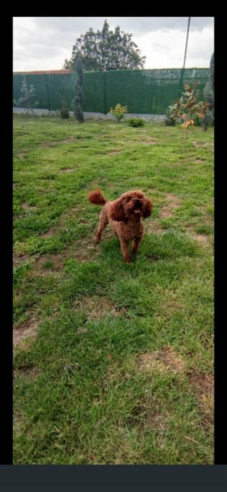 Мини пудели търсят стопани