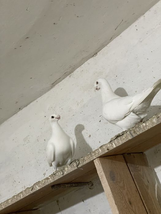 Продается пара Москвичей