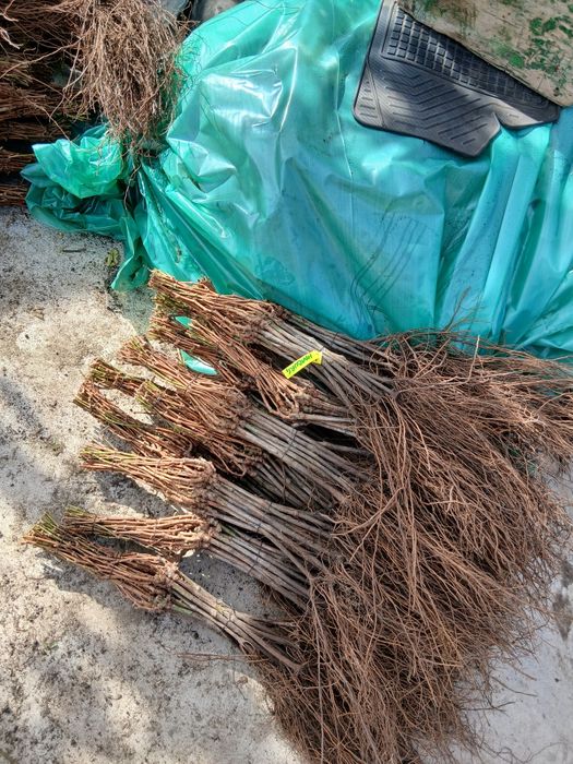 Producator si vand butasi vita de vie