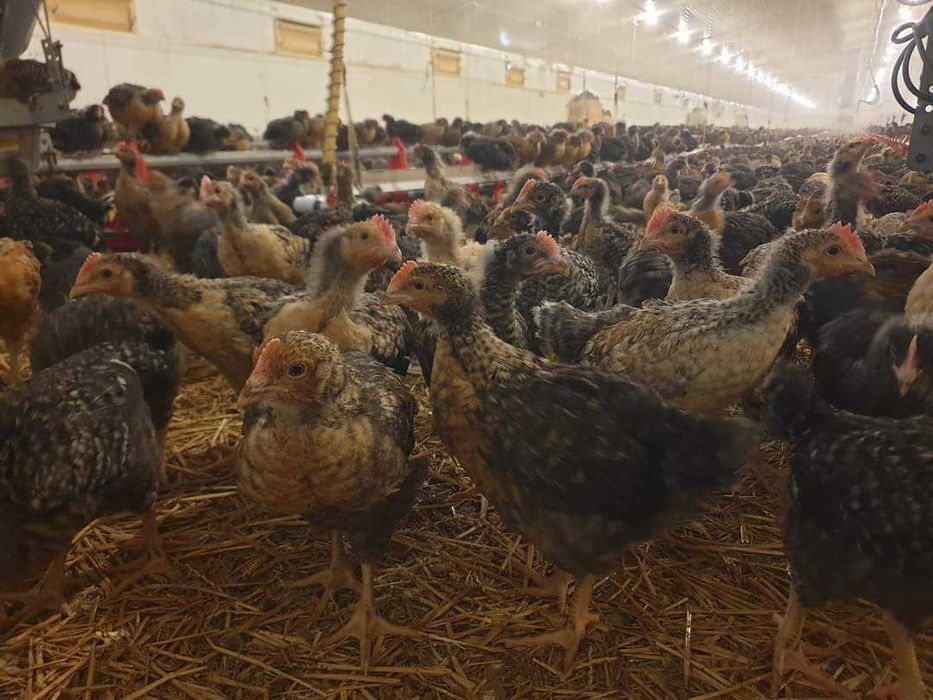 Avem pui alb de carne și rasă mixta