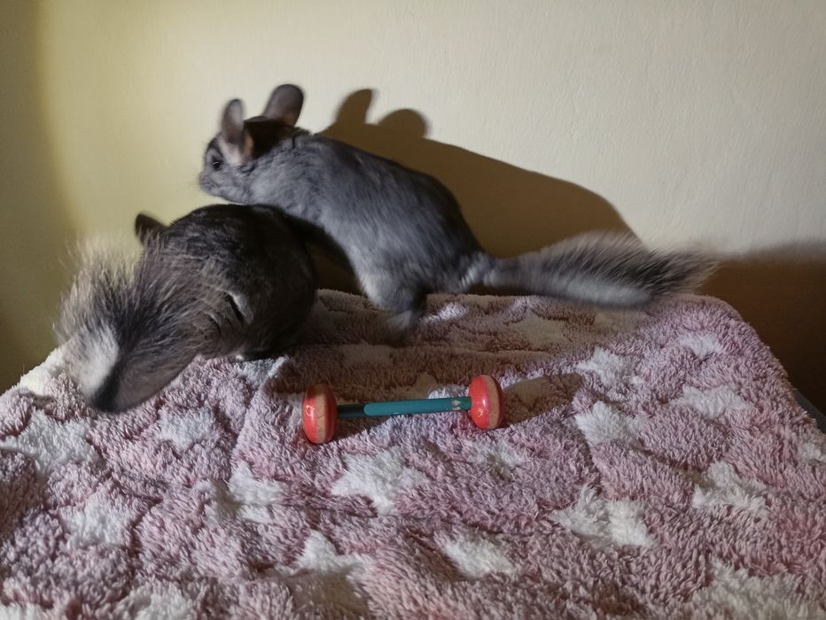 Chinchilla, cincila, sinsila, chinchla pufoase și jucause