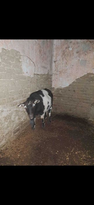 CAPRĂ tânără capră