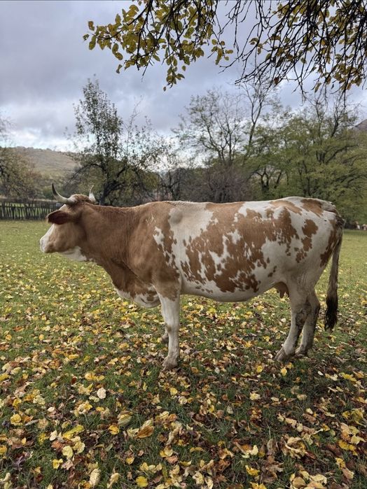 Vind vaca baltata romineasca